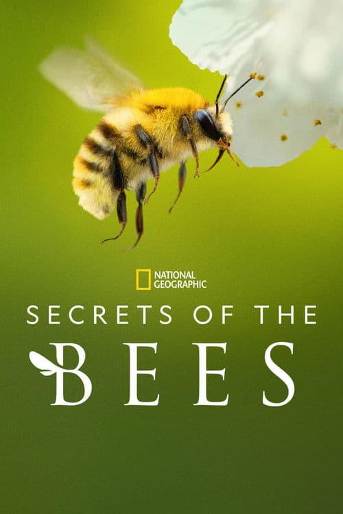 Secrets of the Bees (2026) TV show poster - 85% on Rotten Tweets