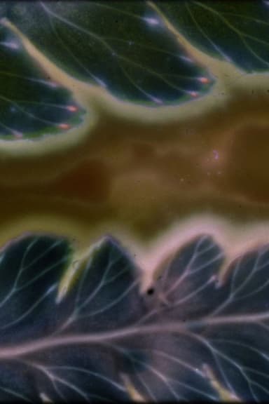 Phytophonics (2026) movie poster